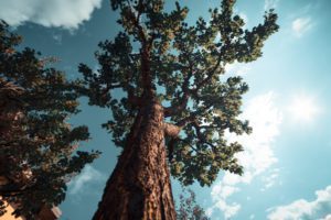 Cincinnati tree service and tips