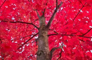 tree images maple tree