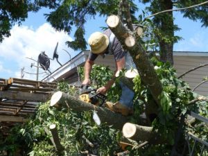 tree images Cincinnati storm damage