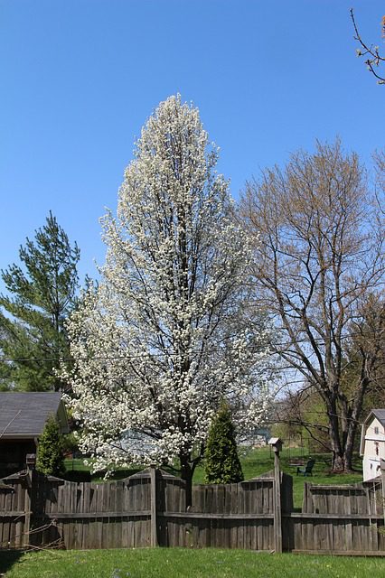 ornamental pear tree varieties