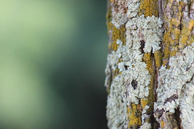 tree services Cardiff