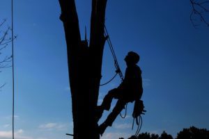 Deadwood Removal & Tree Trimming