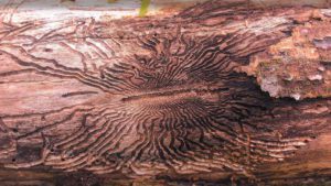 emerald ash borer tree damage