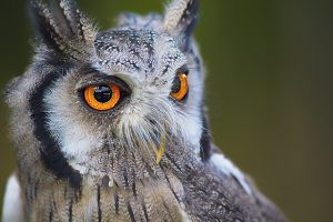 owl saved by tree service company