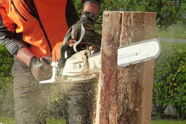 tree cutting with chainsaw