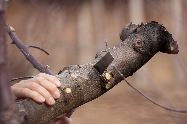 Tree Pruning