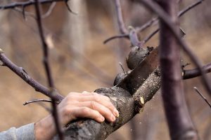 sawing tree