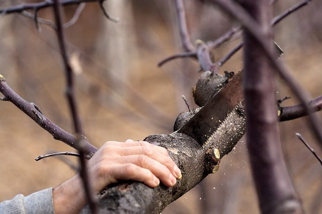 Tree Removal Ipswich