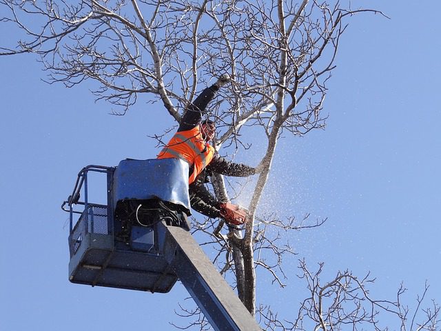 What You Should Consider Before Hiring a Tree Removal Service