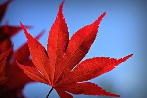 japanese maple tree