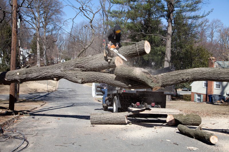 How Do I Know if I Need to Have My Damaged Tree Removed
