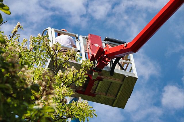 tree trimming in a cherry picker