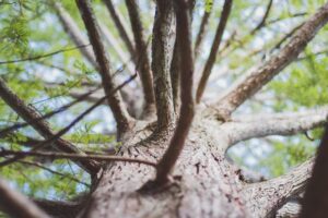 Tree with branches
