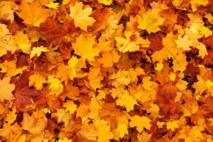 leaves